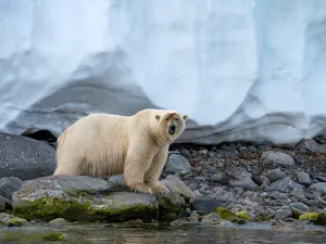 Polar Bear© Ken & Mary Campbell