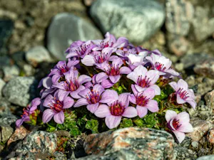 Wildflowers© Ken & Mary Campbell