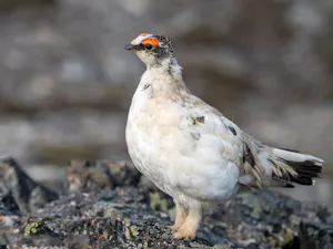 Male Svalbard Rock Ptarmigan© Ken & Mary Campbell