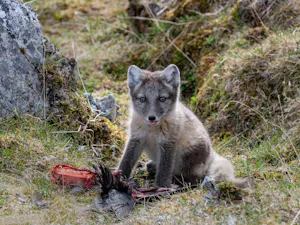 Arctic Fox© Ken & Mary Campbell