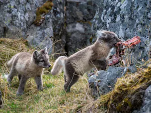 Arctic Foxes© Ken & Mary Campbell