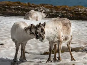 Svarbard Reindeer© Ken & Mary Campbell