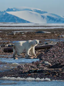 Polar Bear© Ken & Mary Campbell