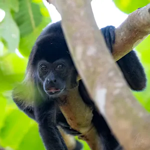 Mantled Howler Monkey© Isaac Ho