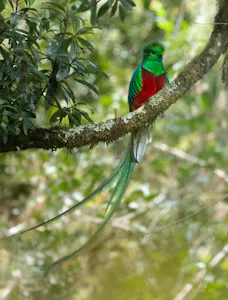 Quetzal© Isaac Ho
