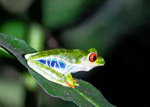 Red-eyed Tree Frog© Isaac Ho