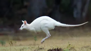 Bruny Island Wallaby