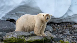 Polar Bear© Ken & Mary Campbell