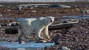 Svalbard Islands June 2027