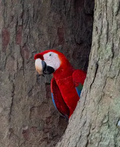 Scarlet Macaw© Isaac Ho