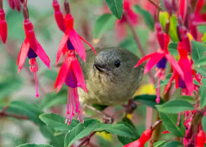 Slaty Flowerpiercer© Isaac Ho