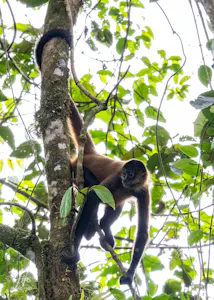 Spider Monkey© Isaac Ho