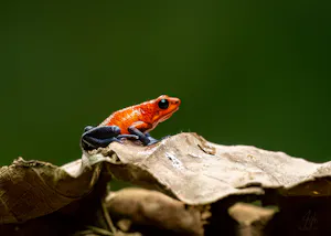 Strawberry Dart Poison Frog© Isaac Ho