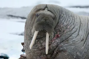 Walrus© Gavin Vilander