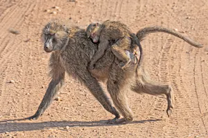 Babboonsa© Bernard Gerdelman