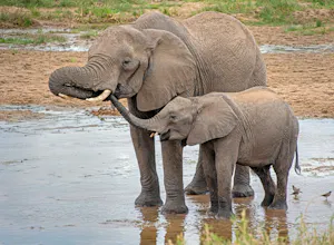 Elephants© Bernard Gerdelman