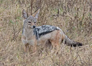 Black-backed Jackal© Bernard Gerdelman