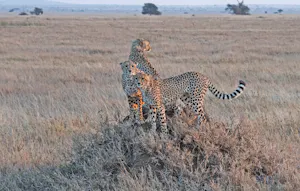 Cheetahs© Bernard Gerdelman