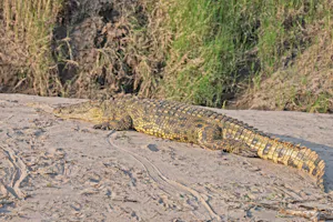 Crocodile© Bernard Gerdelman