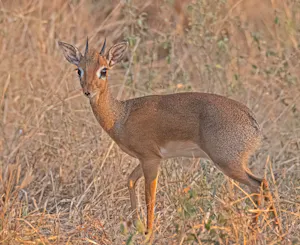 Dik Dik© Bernard Gerdelman
