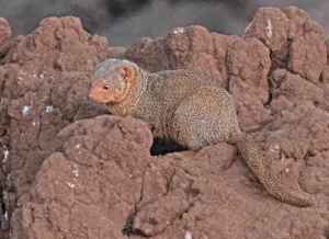 Dwarf Mongoose© Bernard Gerdelman