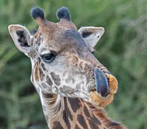 Giraffe© Bernard Gerdelman