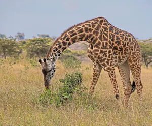 Giraffe© Bernard Gerdelman