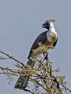 Go Away Bird© Bernard Gerdelman