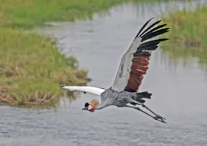 Grey Crowned Crane© Bernard Gerdelman