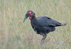 Ground Hornbill© Bernard Gerdelman