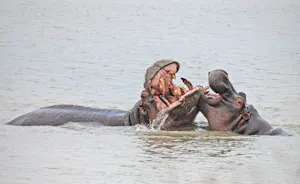 Hippos© Bernard Gerdelman