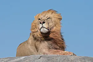 Lion© Bernard Gerdelman