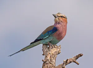 Lilac Breasted Roller© Bernard Gerdelman