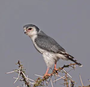 Pygmy Falcon© Bernard Gerdelman