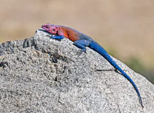 Red Agama© Bernard Gerdelman