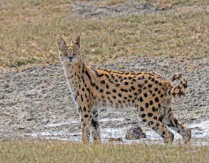 Serval Cat© Bernard Gerdelman