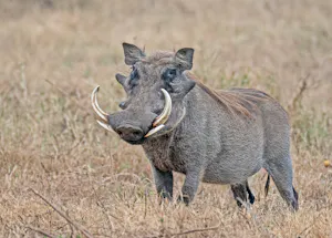 Warthog© Bernard Gerdelman