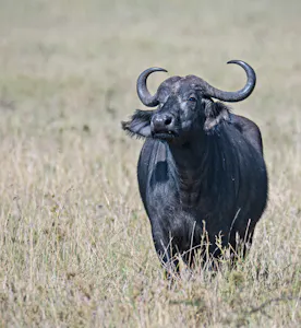 Water Buffalo© Bernard Gerdelman