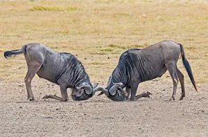 Wildebeests© Bernard Gerdelman