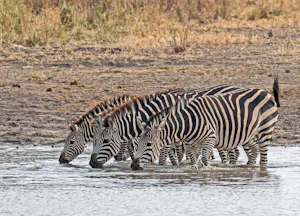 Zebras© Bernard Gerdelman