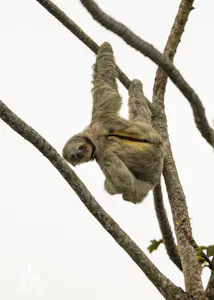 Three Toe Sloth© Isaac Ho