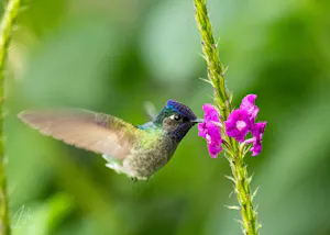 Violet-headed Hummingbird© Isaac Ho