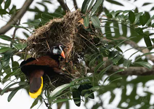 Weaving Montezuma Oropendola© Isaac Ho