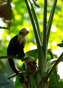 White-headed Monkey© Isaac Ho