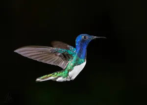 White-necked Jacobin © Isaac Ho
