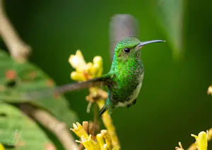 White-tailed Emerald Hummingbird© Isaac Ho