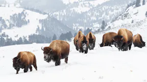 Bison in Yellowstone