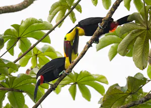 Yellow-throated Toucan© Isaac Ho