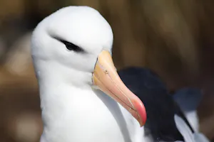 Black-browed Albatross© Claudia Fortgeblasen