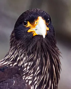 Dragh Falkland Caracara© Josef Stuckel